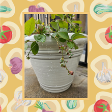 Load image into Gallery viewer, Garden Consulting