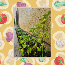 Load image into Gallery viewer, Garden Consulting