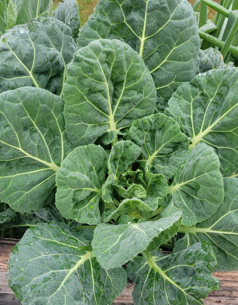 How to Prepare for Fall Planting