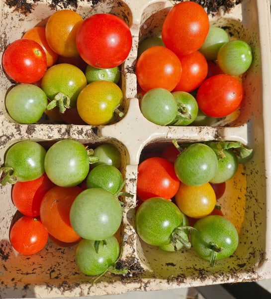 Summer 2025 Gardening Plans